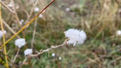 Ağrı’da Kırağı Etkili Oldu