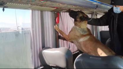 Ağrı’da otobüs bagajındaki yangın tüplerinden 8 kilo skunk çıktı (Videolu Haber)