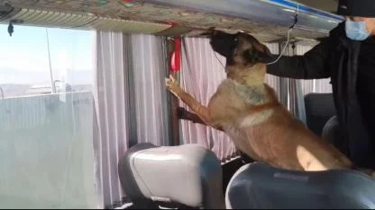 Ağrı’da otobüs bagajındaki yangın tüplerinden 8 kilo skunk çıktı (Videolu Haber)