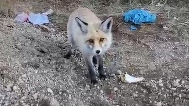 Bitlis&#039;te pomza ocağının maskotu tilki: 3 yıllık sıra dışı dostluk