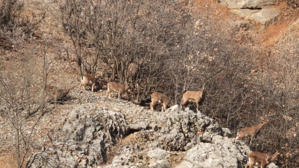 Dağ keçileri objektiflere takıldı