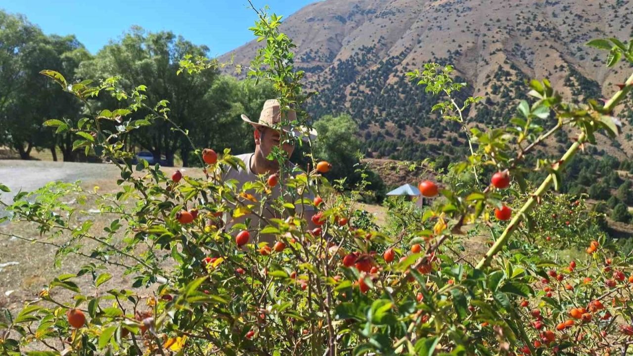Dağların kırmızı hazinesi kuşburnu için hasat zamanı