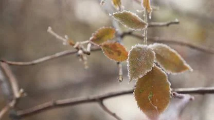Eksi 2 Derece Soğuk Ağrı’yı Dondurdu