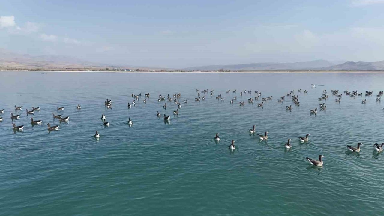 Erçek Gölü’nün yeni misafirleri küçük sakarcalar havadan görüntülendi