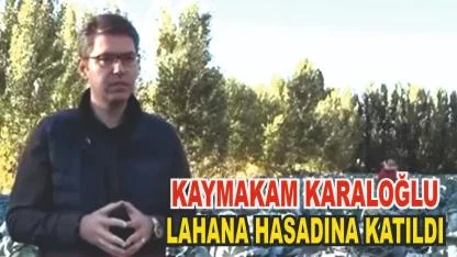 Erciş Kaymakamı Murat Karaloğlu Lahana Hasadına Katıldı