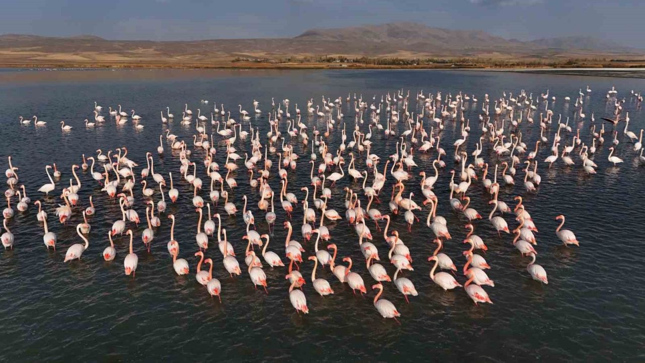 Flamingolar, Erçek Gölü’ndeki konaklama süresini uzattı
