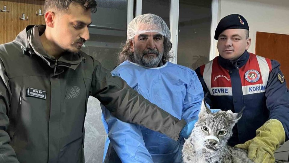 Gevaş’ta bitkin halde bulunan vaşak tedavi altına alındı