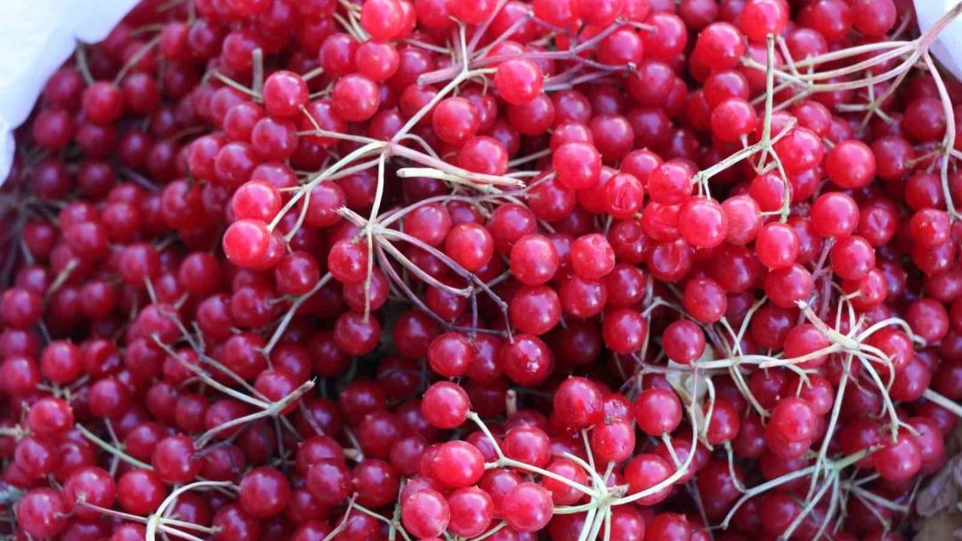 Gilaburu meyvesine yoğun ilgi
