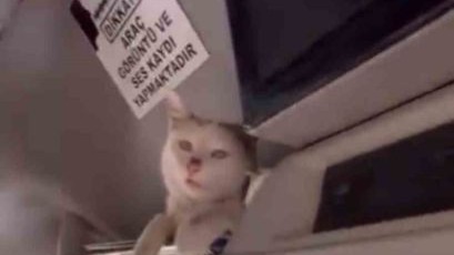 Hakkari&#039;de donmak üzere olan kediyi aracına aldı: Şoförün duyarlı hareketi yolcuların takdirini topladı