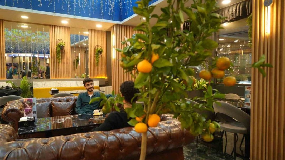 Kafe işletmecisi saksıda mandalina yetiştiriyor