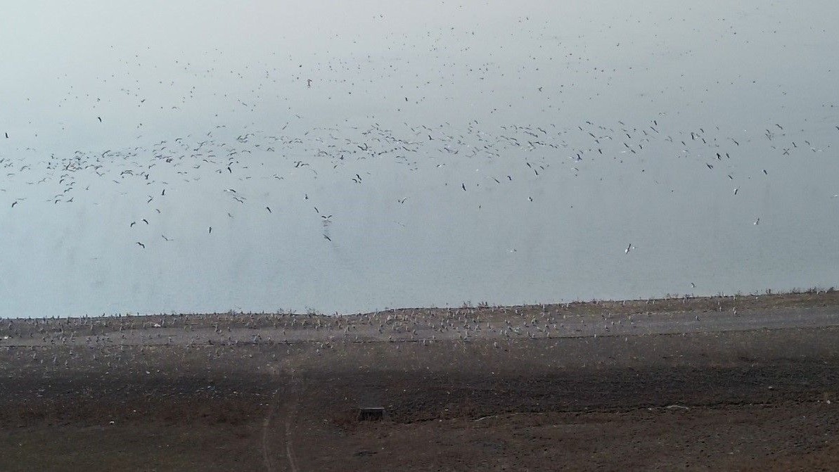 Kars Barajı, göçmen kuşların yeni mekan