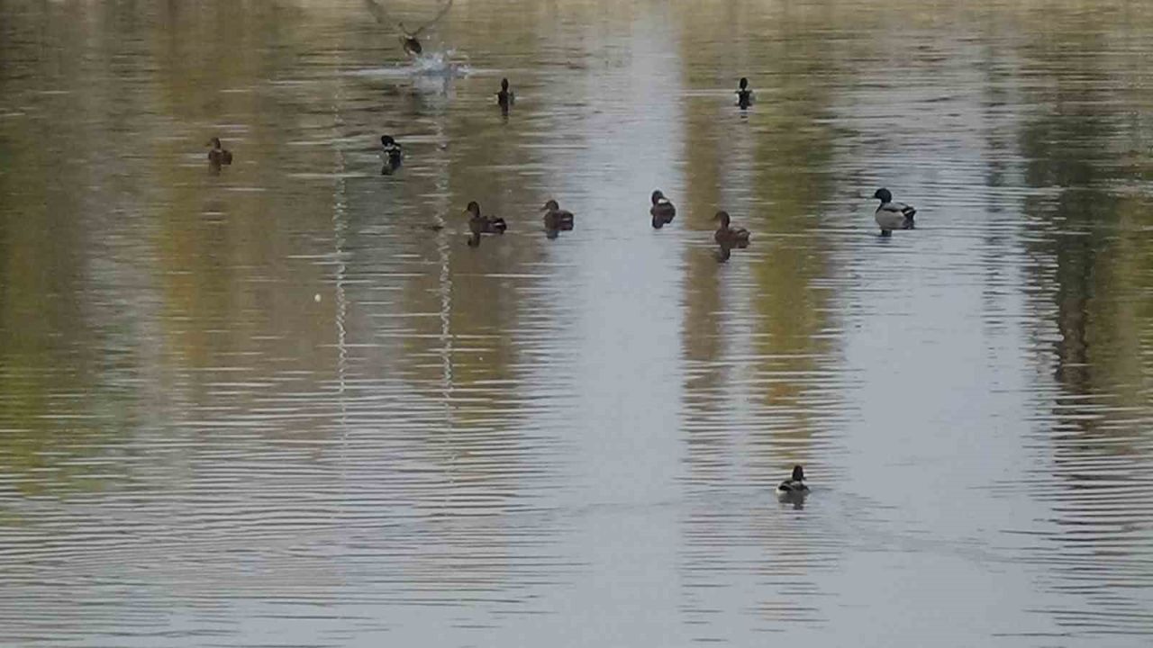 Kars Çayı, yeşilbaş ördeklere ev sahipliği yapıyor