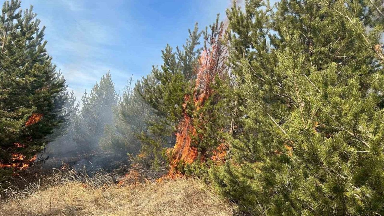 Kars Sarıkamış ormanlarında örtü yangını