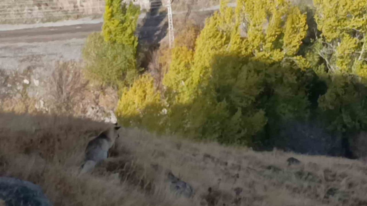 Kars’ta kızıl tilki yiyecek ararken görüntülendi