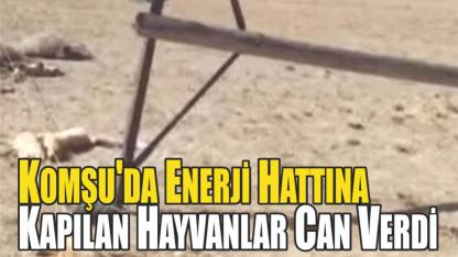 Komşu'da Enerji Hattına Kapılan Hayvanlar Can Verdi