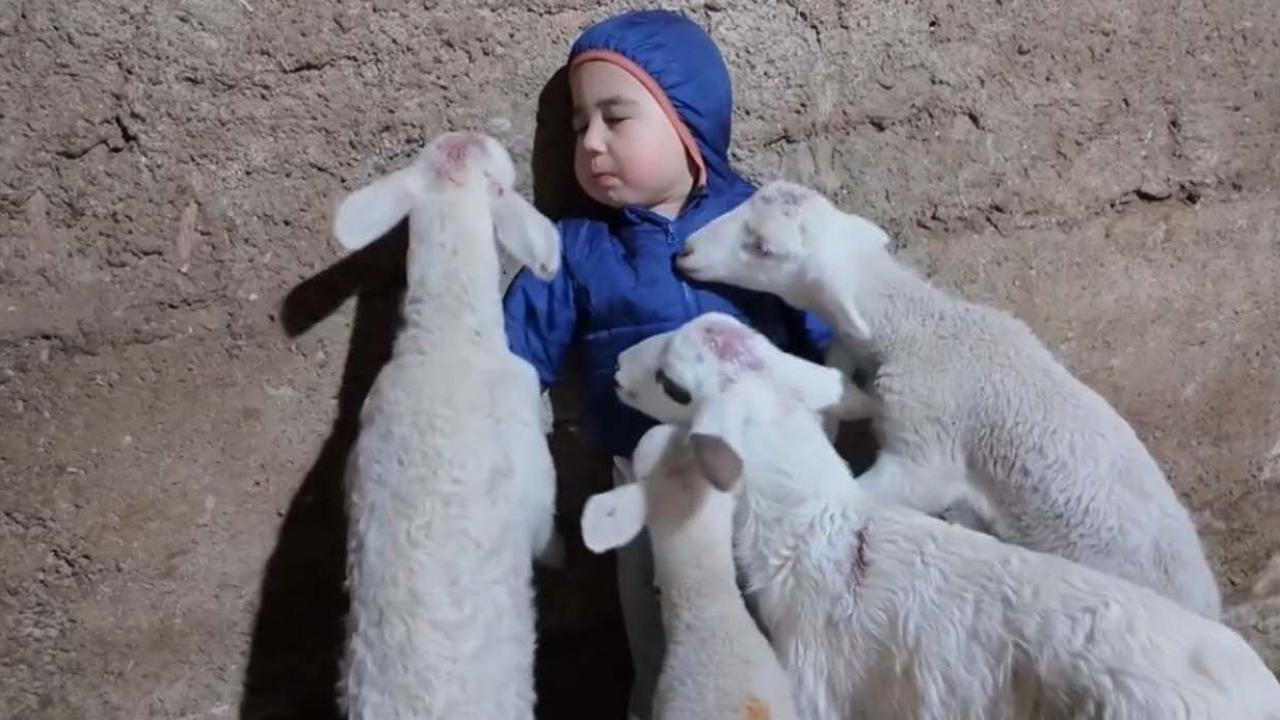 Kuzuların arasında kalan minik Yusuf’un tatlı halleri gülümsetti