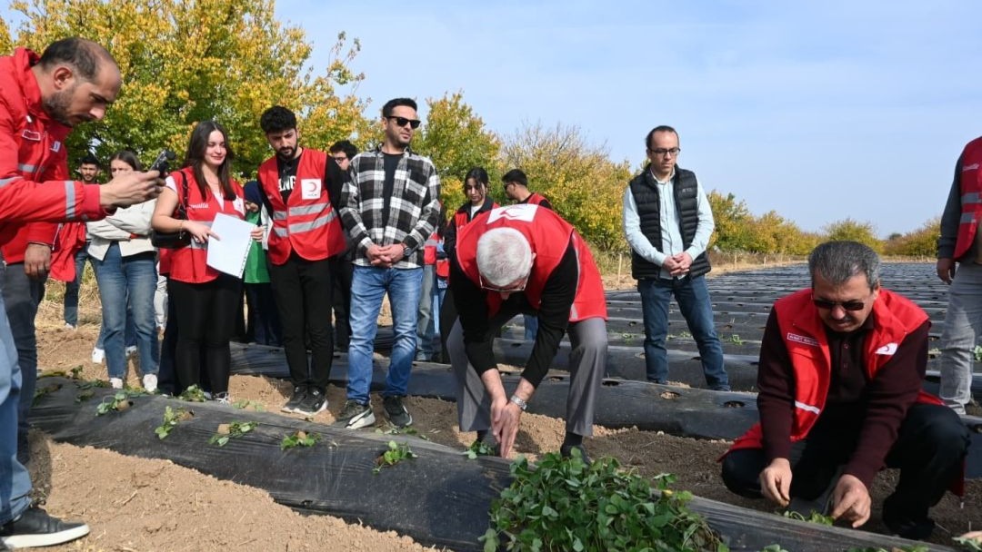 Malatya’da çilek yetiştiriciliğinde hibe destekli proje başladı