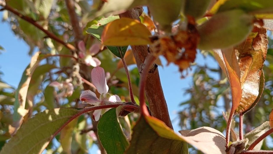 Malatya’da İlginç Doğa Olayı