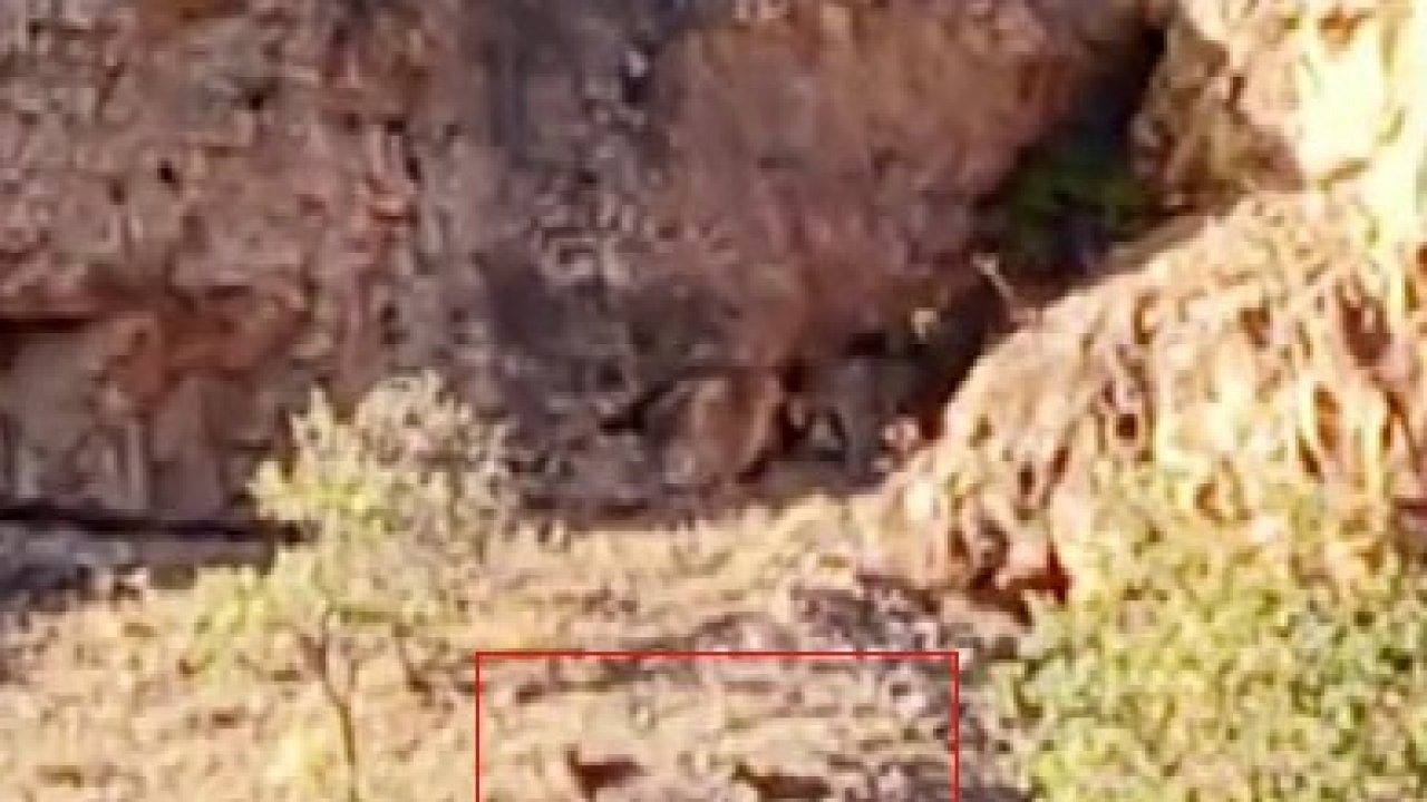 Malatya’da sürü halindeki yaban keçileri görüntülendi