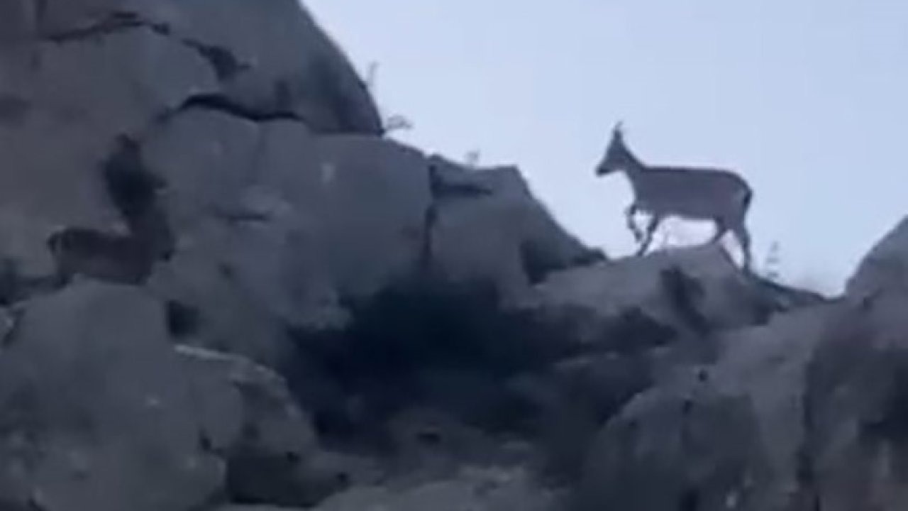 Malatya’da yaban keçileri görüntülendi