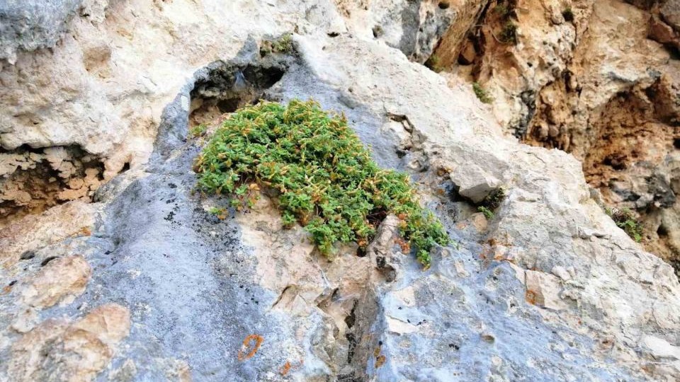 Malatya’ya özgü endemik bitki, sarı kantarondan daha etkili bulundu