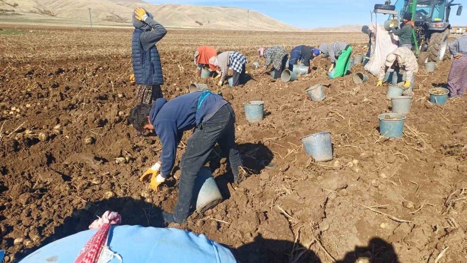 Muş Malazgirt’te ilk defa ekilen patates umut oldu