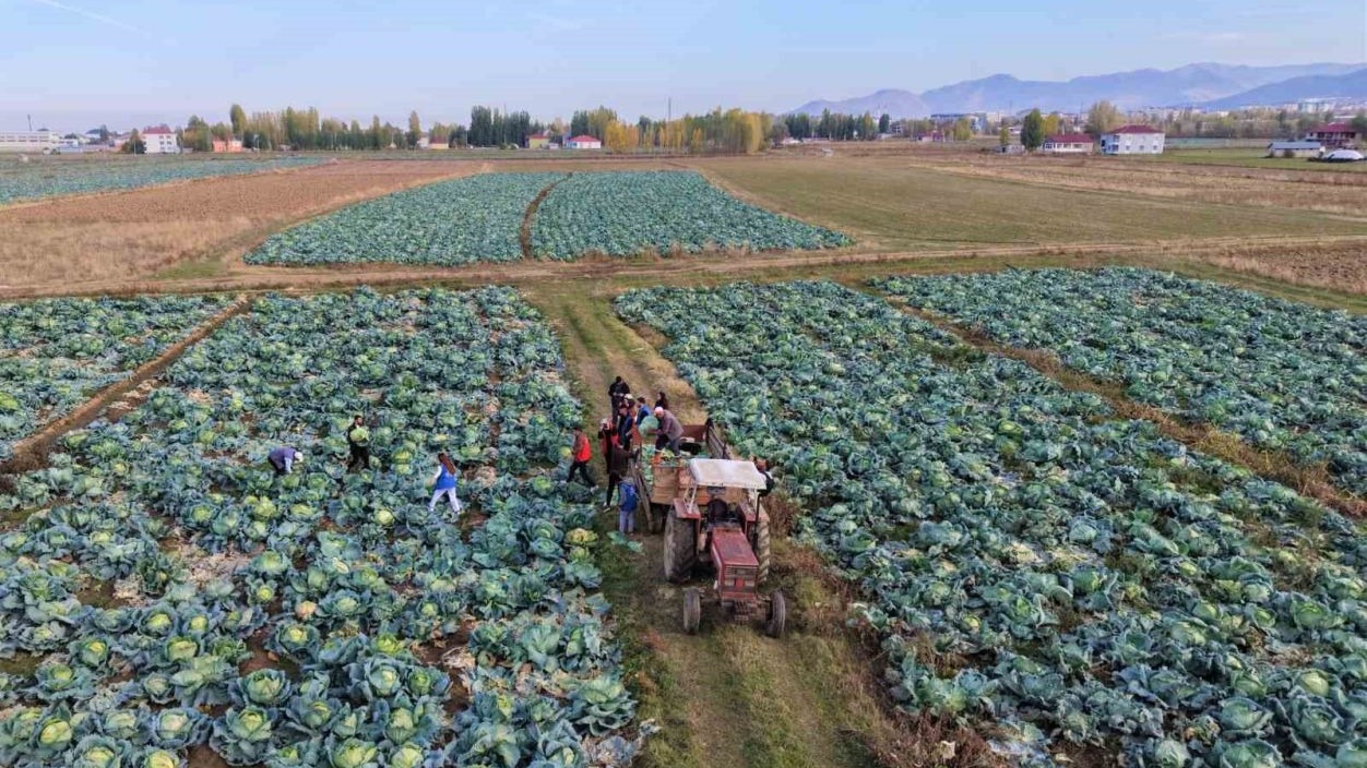 Muş Ovası’nda gönüllü gençlerden çiftçilere hasat desteği