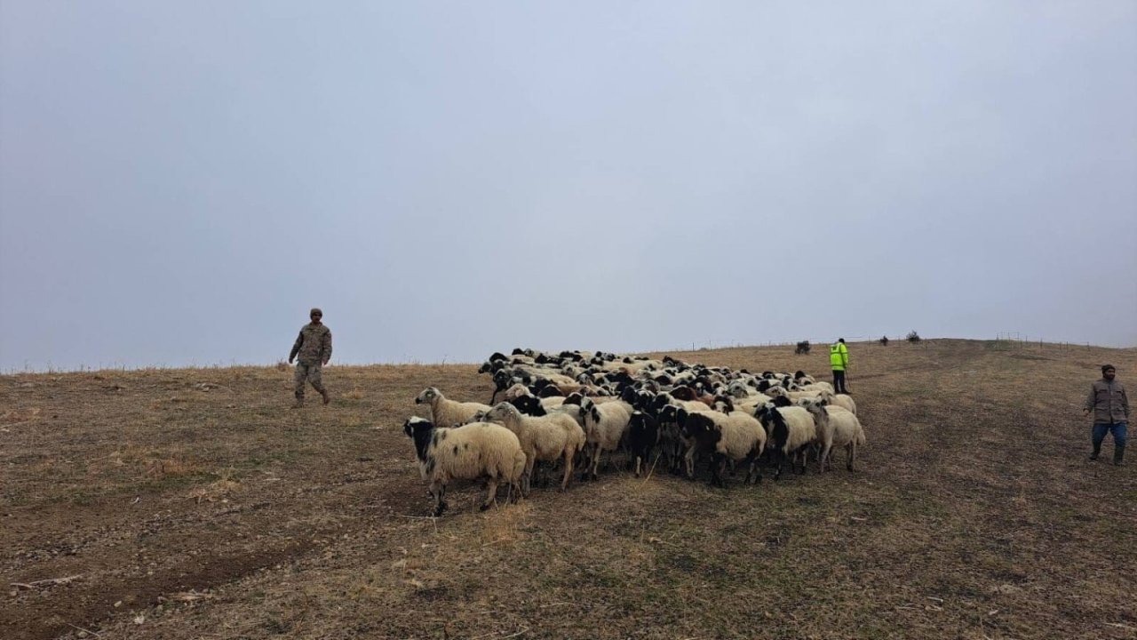 MUş&#039;ta jandarma arazide kaybolan küçükbaş hayvanları bularak sahibine teslim etti