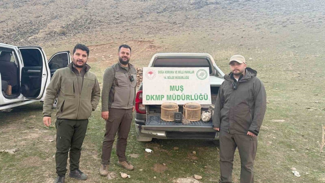 Muş&#039;ta kafes avcılığı yapan şahıs suçüstü yakalandı: 20 bin TL ceza