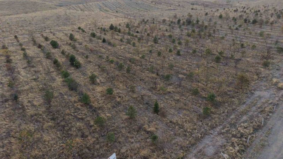 Patnos&#039;ta fidanlar toprakla buluştu