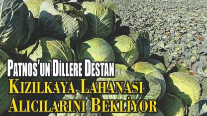 Patnos’un Dillere Destan Lahanası Alıcılarını Bekliyor