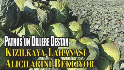 Patnos’un Dillere Destan Lahanası Alıcılarını Bekliyor