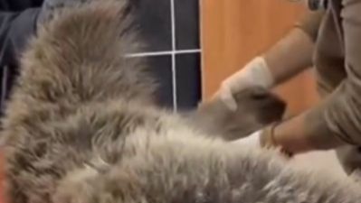 Sarıkamış&#039;ta yaralı halde bulunan ayı tedavi altına alındı