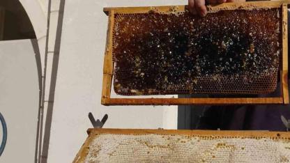 Siirt’te arıcılara 268 milyon 765 bin liralık destek