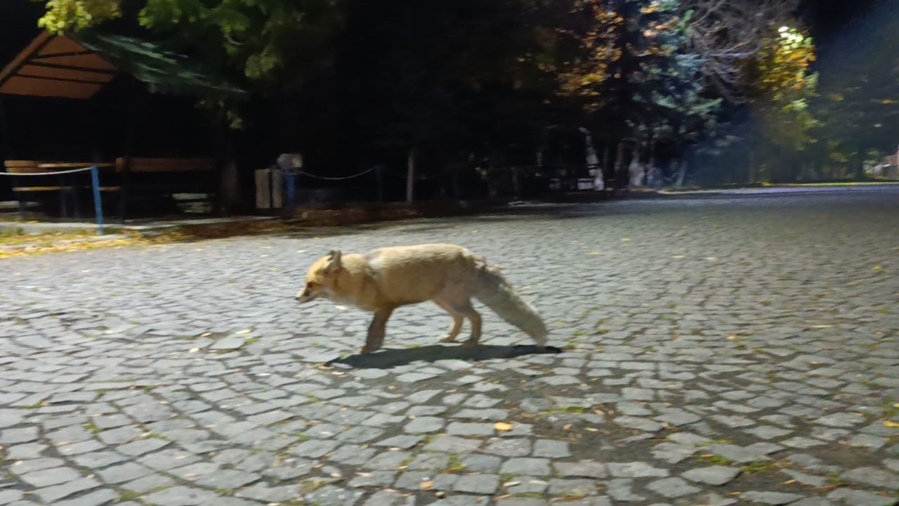 Tilkiyi bisküvi ile besledi, o anları kayda aldı