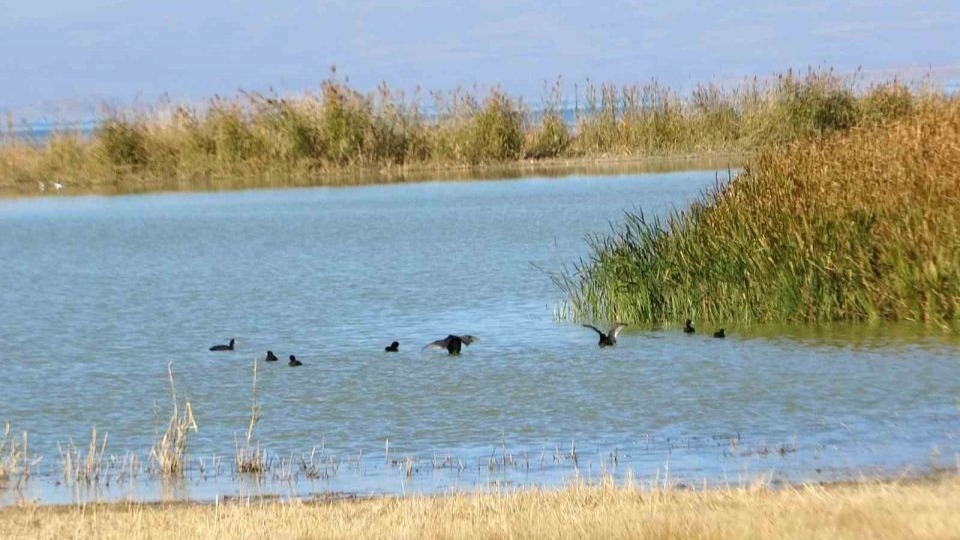 Van Gölü Havzası, Türkiye’nin en fazla sulak alanına ev sahipliği yapıyor