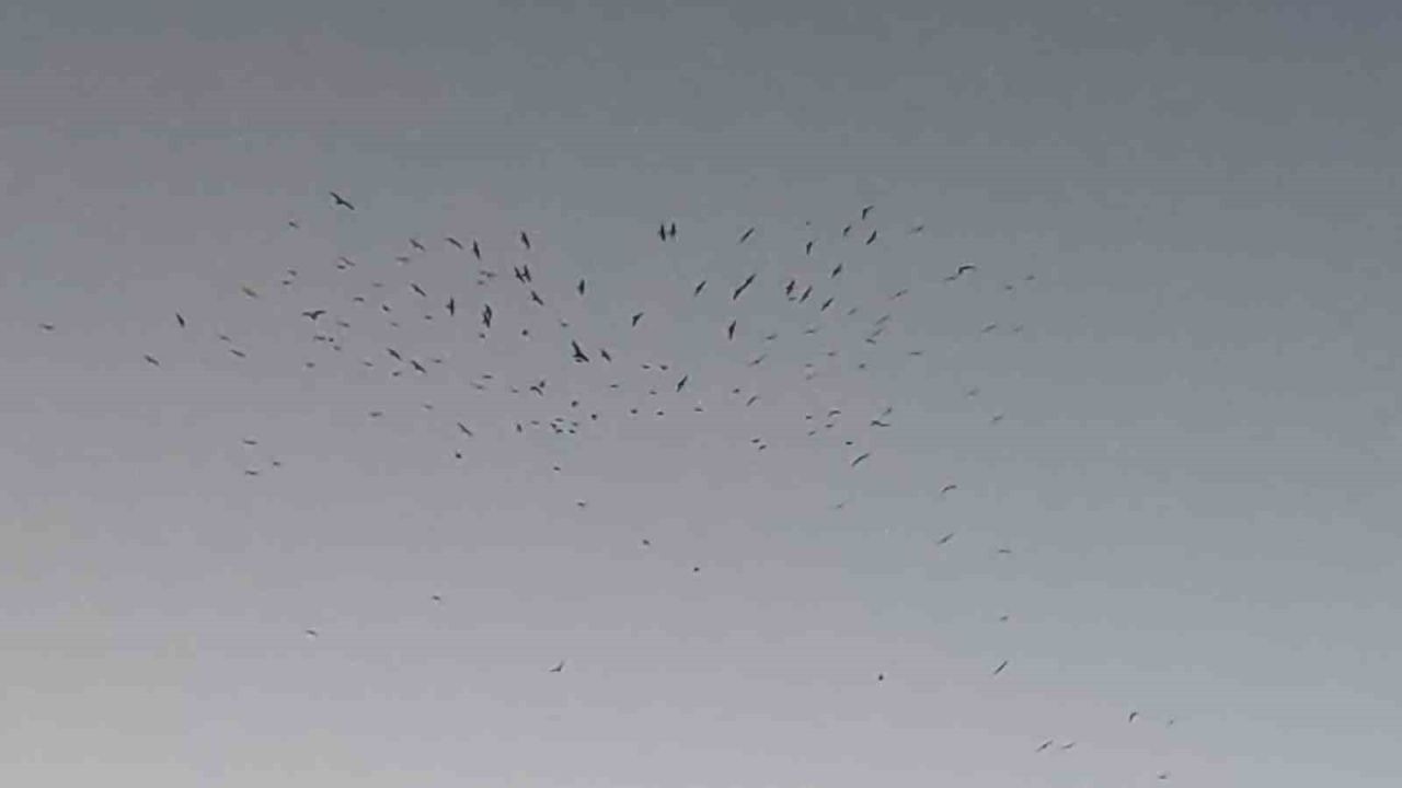Van semalarında kuş sürüsünün görsel şöleni