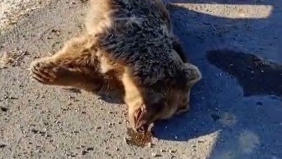 Van&#039;da aracın çarptığı ayı telef oldu