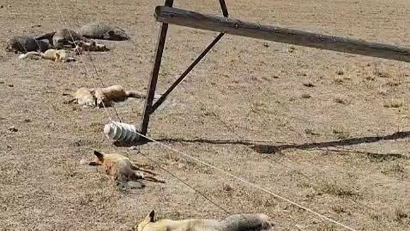 Van’da korkunç manzara