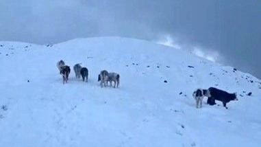Yayladaki hayvanlar kara hazırlıksız yakalandı
