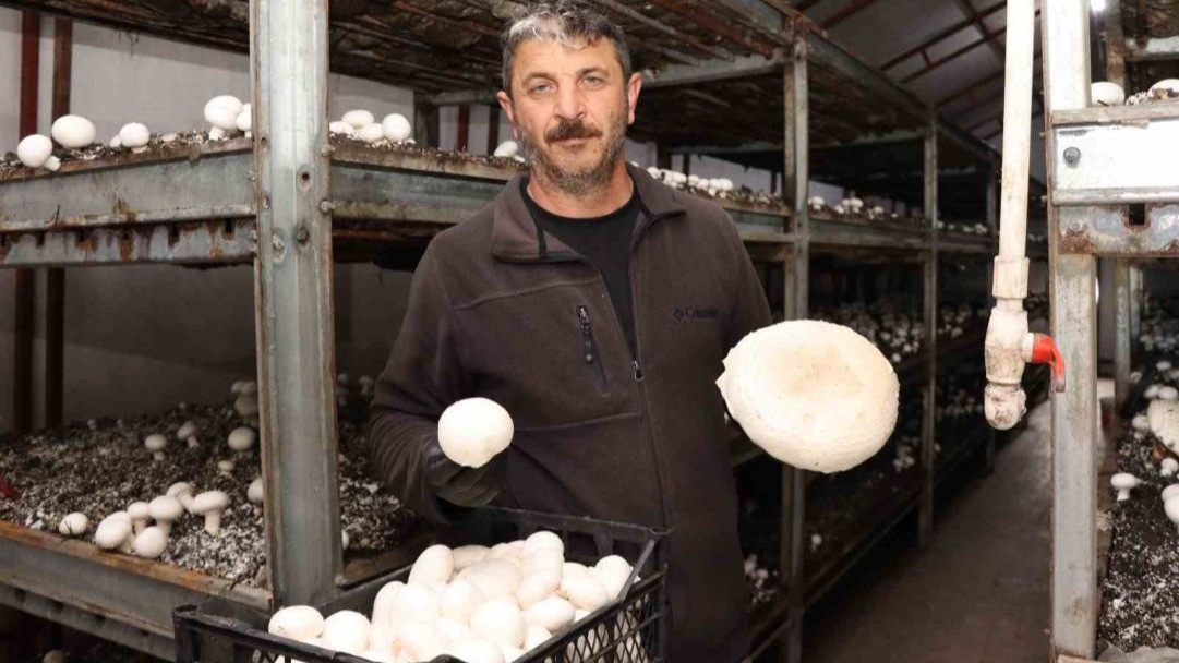 Yılın son mantar hasadı başladı