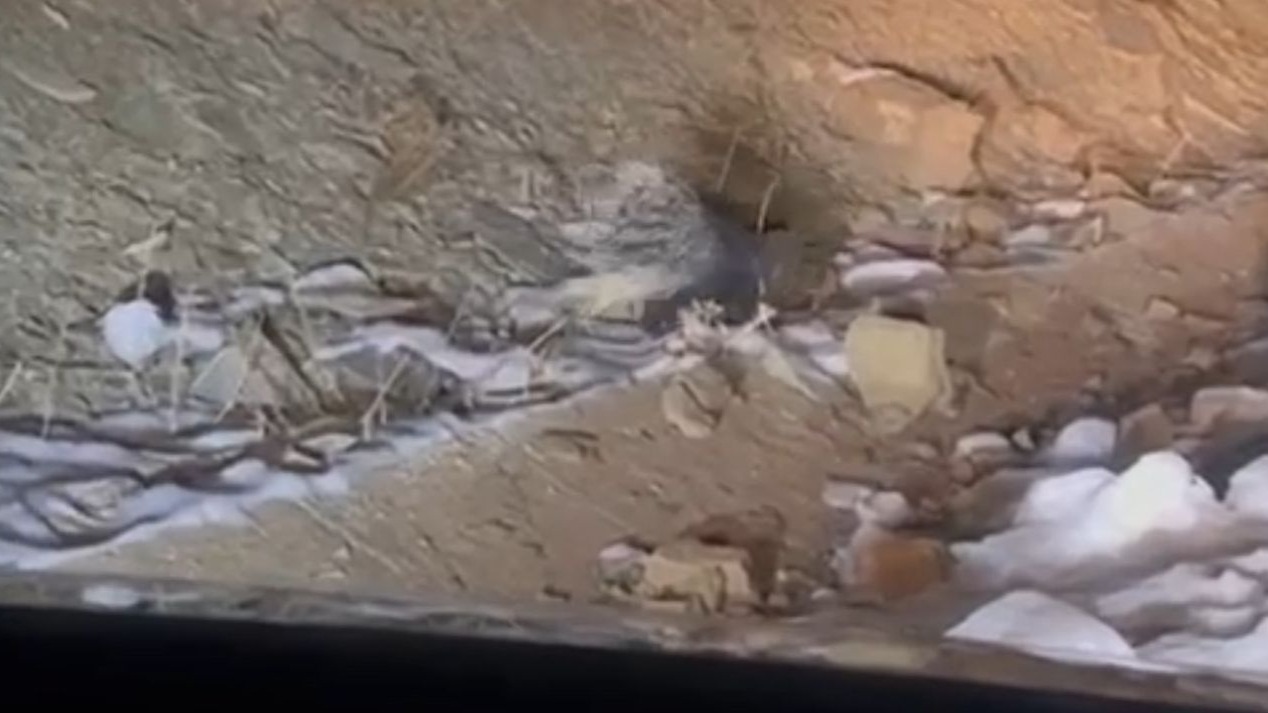 Yüksekova’da Hint oklu kirpi görüntülendi