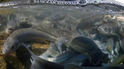 Prof. Dr. Alaeddinoğlu: "İnci kefalinin nesli ciddi tehdit altında"