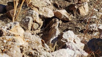 Hakkarili dağcılar nesli tükenen gelincik görüntüledi