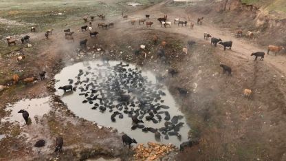 Bitlis'te mandaların kaplıca keyfi havadan görüntülendi