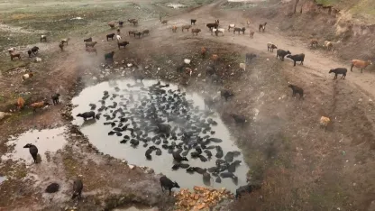 Bitlis'te mandaların kaplıca keyfi havadan görüntülendi