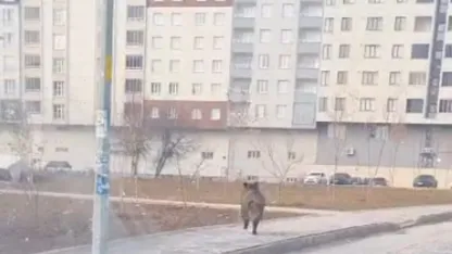 Bitlis’in Tatvan ilçesinde yaban domuzu paniği