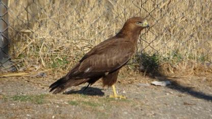 Van’da tedavi edilen yırtıcı kuşlar doğal yaşam alanına salınıyor