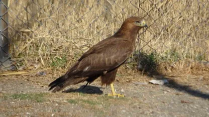 Van’da tedavi edilen yırtıcı kuşlar doğal yaşam alanına salınıyor