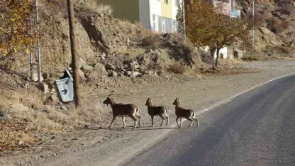 Erzurum'da yaban keçileri tek tek sayılıyor
